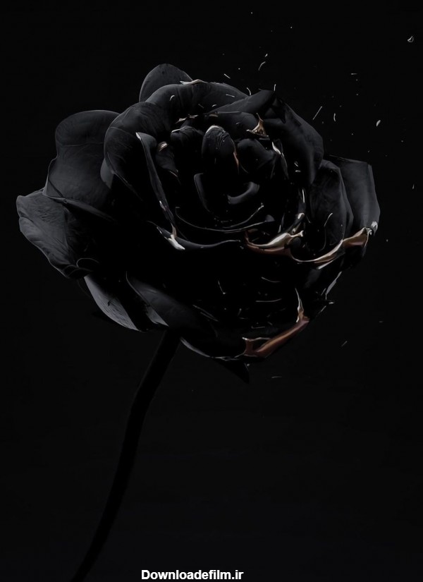 عکس گل رز سیاه برای تسلیت