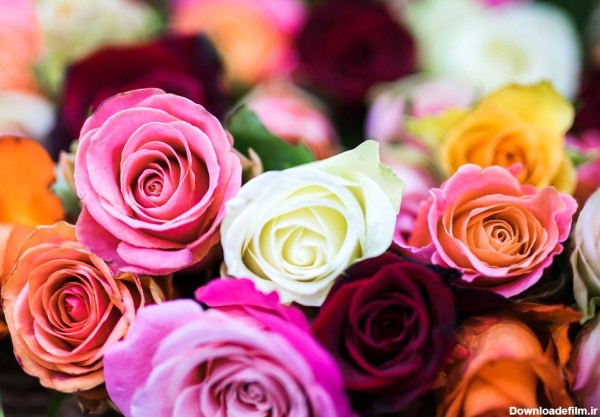 رنگ های پرطرفدار گل رز کدام اند و پشت هر رنگ و تعداد شاخه ها چه معانی نهفته است؟