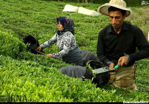 برداشت و فرآوری چای در لاهیجان (عکس)