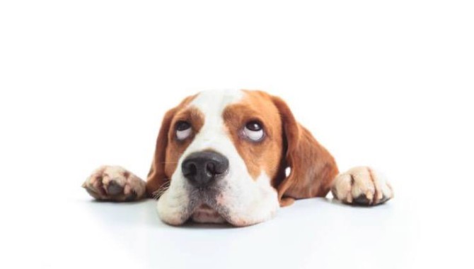 دست دادن سگ نشانه چیست | علت مالیدن سگ به انسان و فهمیدن زبان بدن سگ