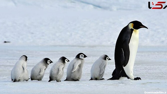 دنیای پنگوئن ها در قطب / فیلم