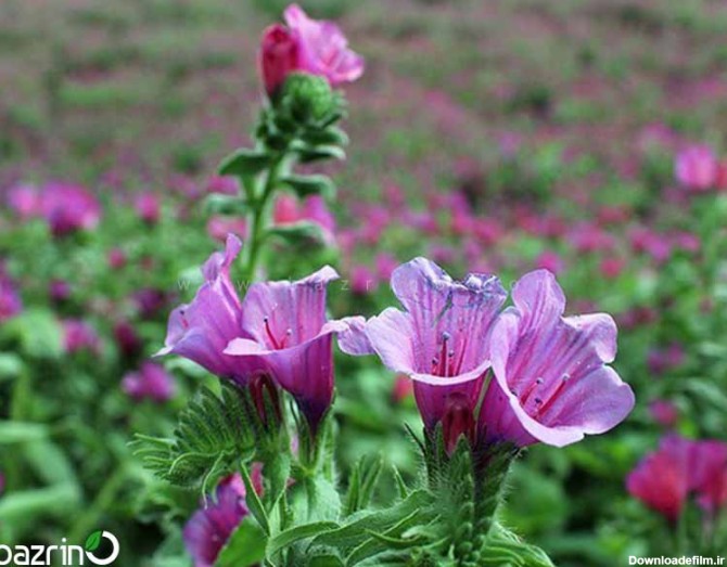 بذر گل گاوزبان ایرانی - بذری نو بکاریم
