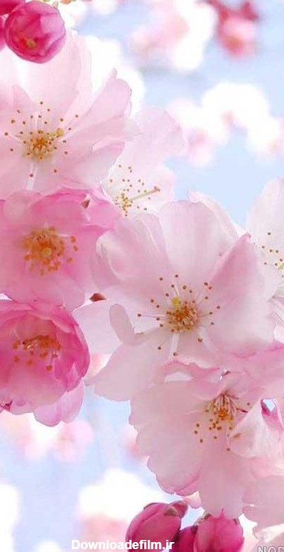عکس گلهای زیبا برای صفحه موبایل - عکس نودی