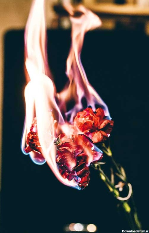 دانلود تصویر گل های رز آتشین | تیک طرح مرجع گرافیک ایران