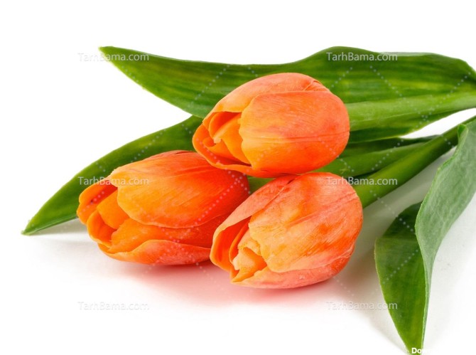 تصویر با کیفیت گل لاله نارنجی زیبا