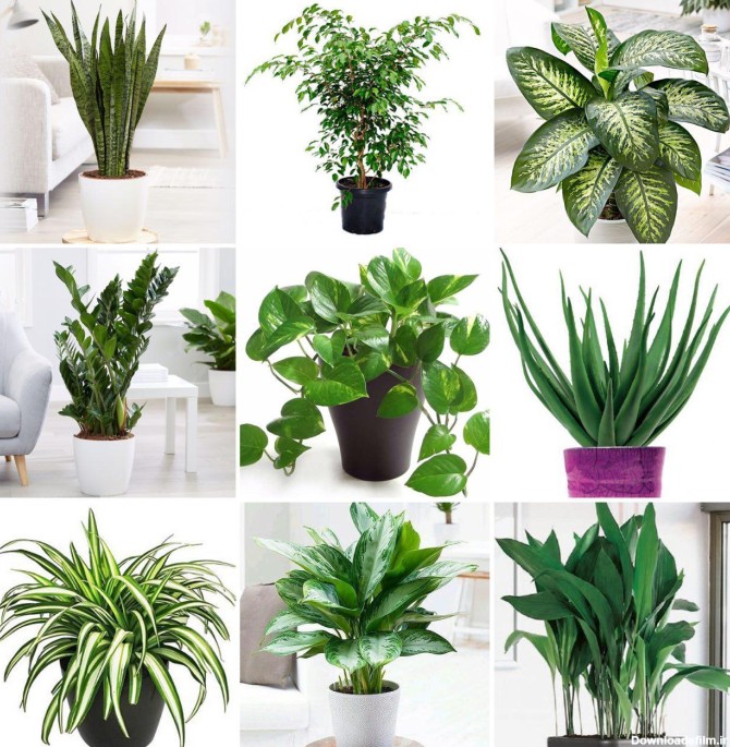 بالاترین: گیاهان آپارتمانی با نگهداری آسان