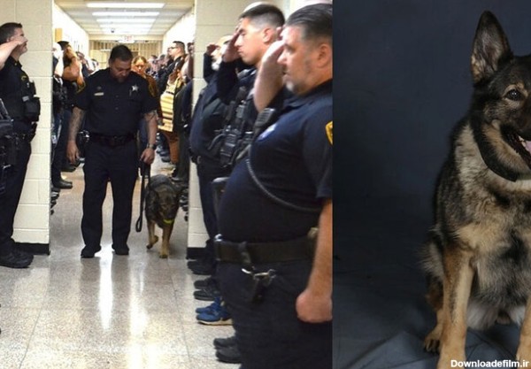 ببینید | خداحافظی تحسین برانگیز با یک سگ پلیس مبتلا به سرطان