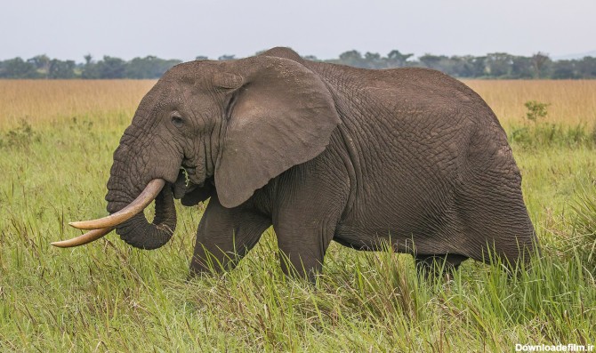 بزرگترین حیوانات دنیا فیل بیشه افریقایی