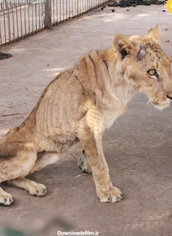 فرارو | تصاویر هولناک از مرگ تدریجی شیرها از گرسنگی در باغ وحش!