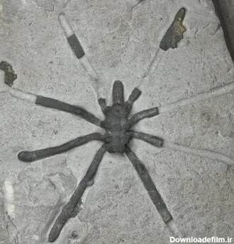 عنکبوت‌های غول‌پیکر ۱۶۰میلیون سال پیش این شکلی بوده‌اند/ عکس