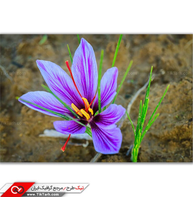 تصویر باکیفیت کشت گل زعفران