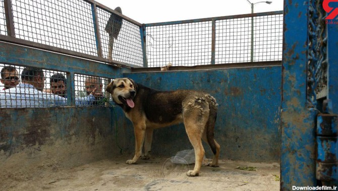 حمله سگ‌های وحشی به مرد ۵۵ ساله در بابلسر+ فیلم و عکس