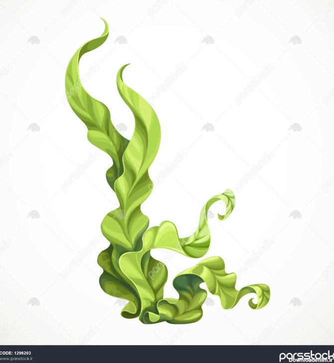 جلبک سبز دریایی جسم جدا شده در پس زمینه سفید 1296203