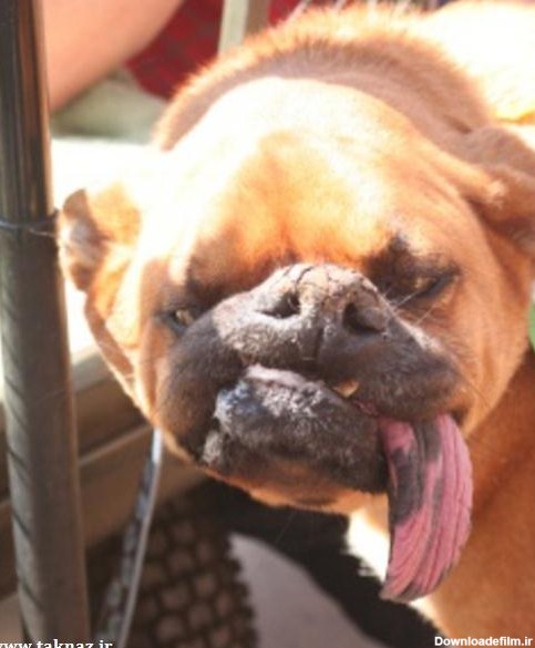 ترسناک ترین و زشت ترین سگ های جهان !+ تصاویر www.taknaz.ir