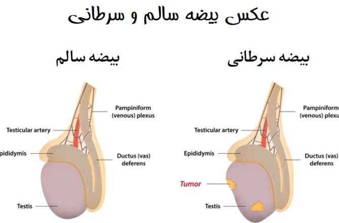 عکس بیضه سالم مرد