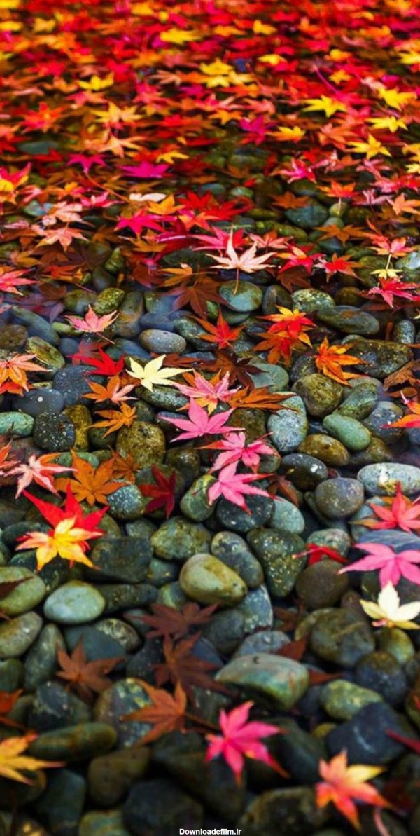 عکس زمینه برگهای پاییزی روی آب پس زمینه | والپیپر گرام