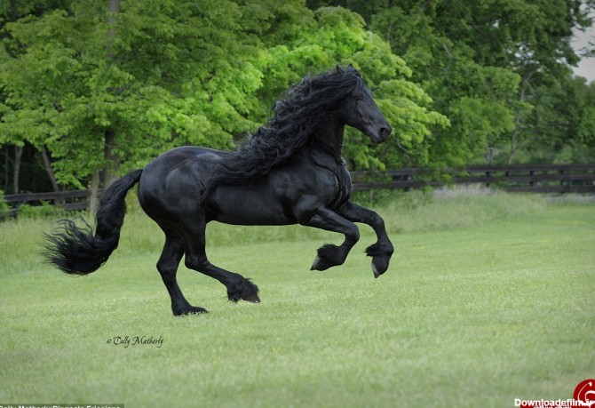 نمایش دیدنی خوشگل ترین اسب دنیا +عکس و فیلم