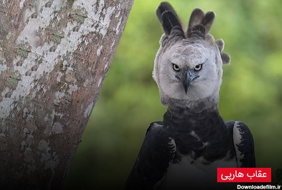 عقاب - انواع نژادها بهمراه تصاویر این پرنده