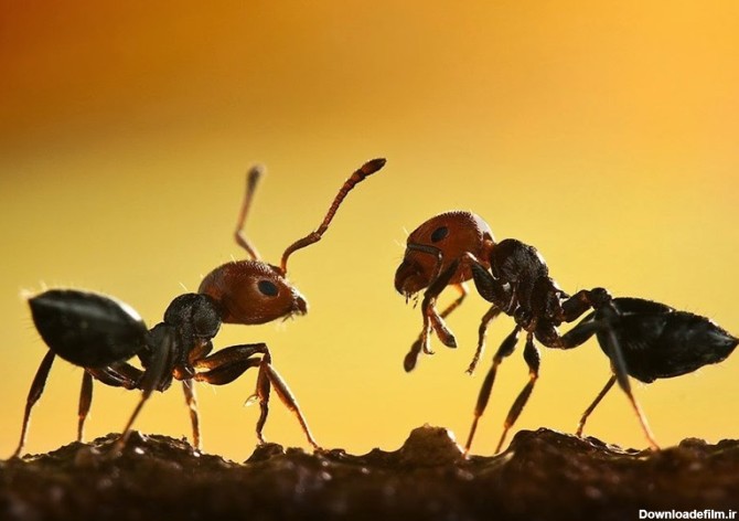 لانه مورچه چه شکلی است + فیلم