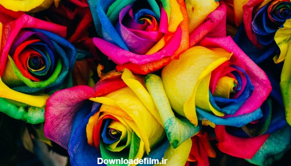 عکس گل های رز رنگارنگ بسیار زیبا برای پروفایل و تصویر زمینه