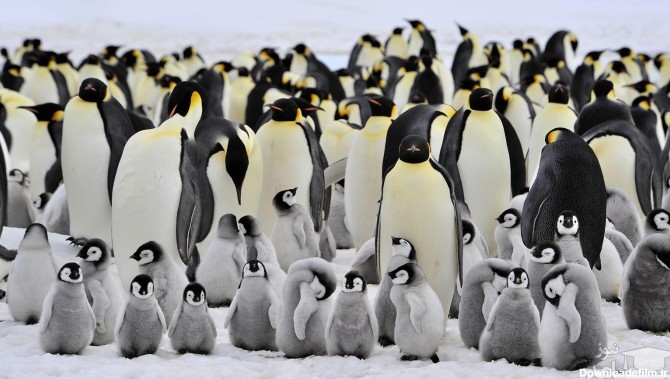 تصاویر دیدنی از تنها ترین پنگوئن زرد دنیا