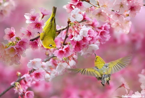 مجموعه عکس بهاری: شکوفه های گیلاس و پرندگان | لنزک