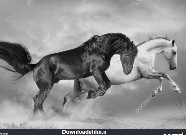 عکس اسب سیاه و سفید