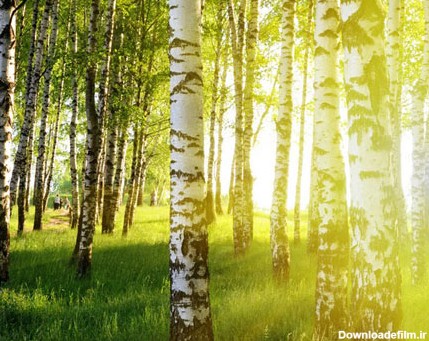 دانلود تصویر با کیفیت استوک اشعه آفتاب در کنار درختان