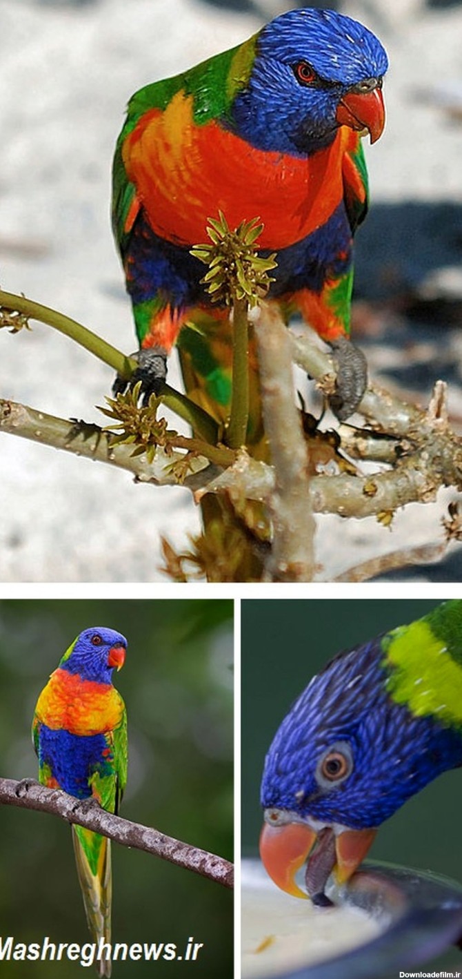 متفاوت ترین پرنده های دنیا / عکس