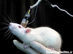 وقتی انسان ها موش آزمایشگاهی می شوند - ایمنا