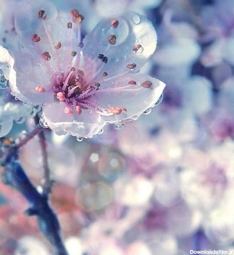 گل یخ - عکس ویسگون