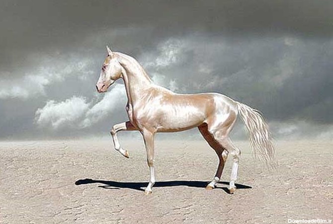 «آخال تکه»، زیباترین اسب جهان +عکس