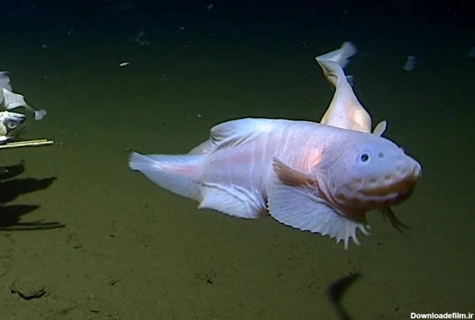 عکس ماهی ها در اقیانوس