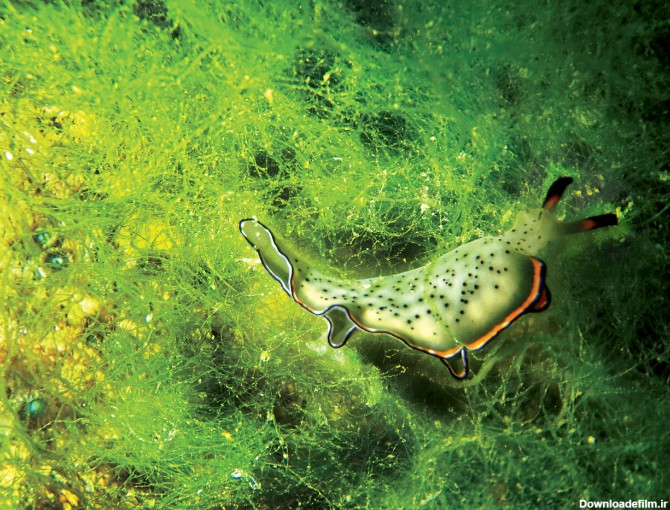 تصاویر | تا حالا دنیای شگفت‌انگیز در زیر آب‌های خلیج فارس را ...