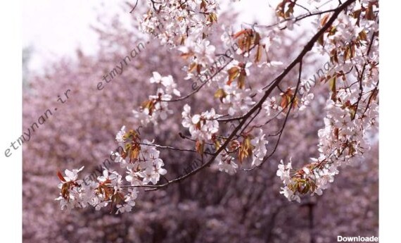 35 تصویر با کیفیت از شکوفه های بهاری - اطمینان