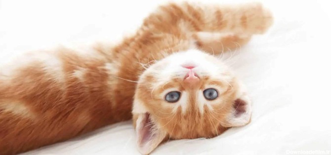 8 نژاد از زیباترین گربه های دنیا - پت پرس