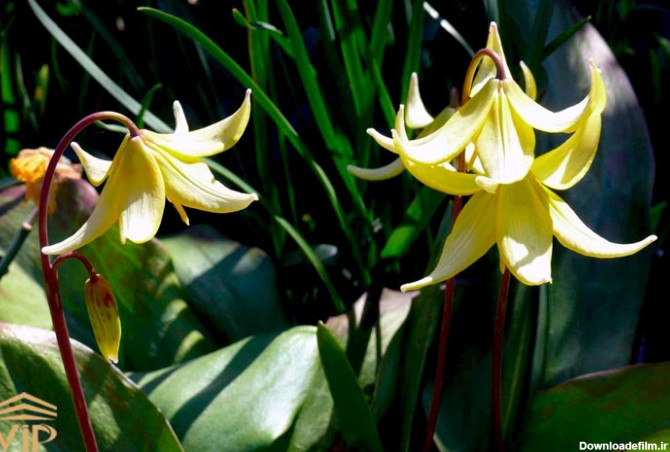 بنفشه دندان سگی (Fawn lilies)