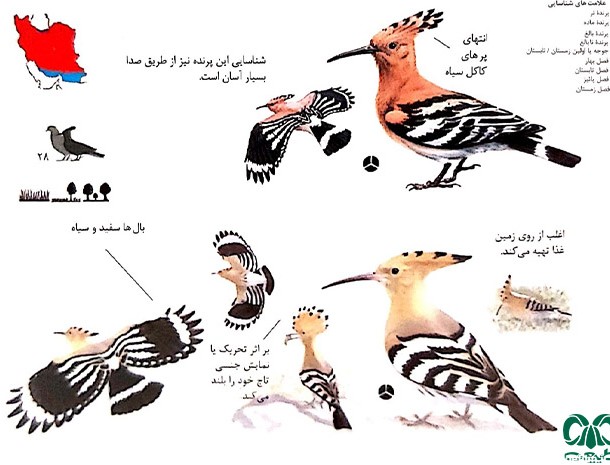 گونه هدهد|پرنده هدهد|پرندگان ایران