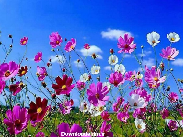عکس گل های طبیعت بهاری - عکس نودی