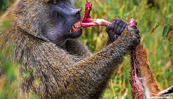 فیلم میمون غول پیکری که ایمپالا را زنده زنده خورد ! / شیر و پلنگ ...