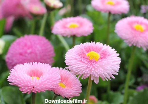 9 تا از بهترین گلهای بهاری زیبا + نحوه نگهداری و عکس | گل من و تو