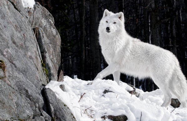 والپیپر زیبا از گرگ سفید با کیفیت بالا