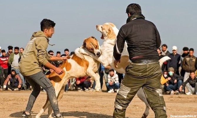 عوامل برگزاری جنگ سگ‌ها بازداشت شدند + فیلم و عکس | شهرآرانیوز