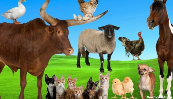حیوانات مزرعه - صدای حیوانات - سگ، گربه، گاو، مرغ، اسب