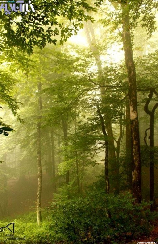 تصویر/ یک جنگل رویایی