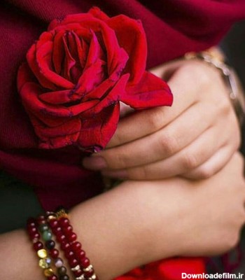 عکس پروفایل گل رز profie red rose