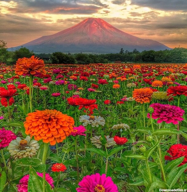 عکس طبیعت زیبا | عکس زیباترین گلهای جهان
