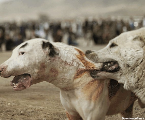 سگ کشی افغانها برای تفریح+تصاویر - مشرق نیوز