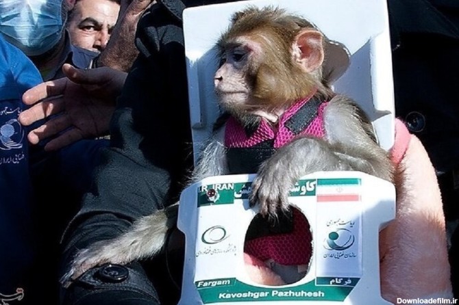 میمون‌های فضانورد ایرانی ۱۲ سال پس از پرتاب کجا هستند؟(+عکس)