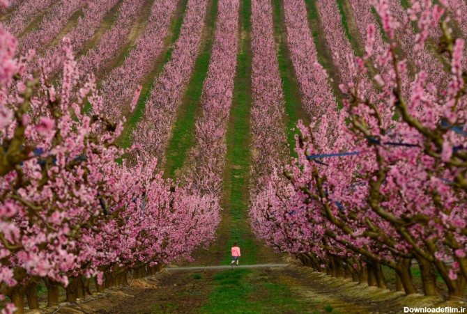 شکوفه های زیبای صورتی باغ هلو+عکس